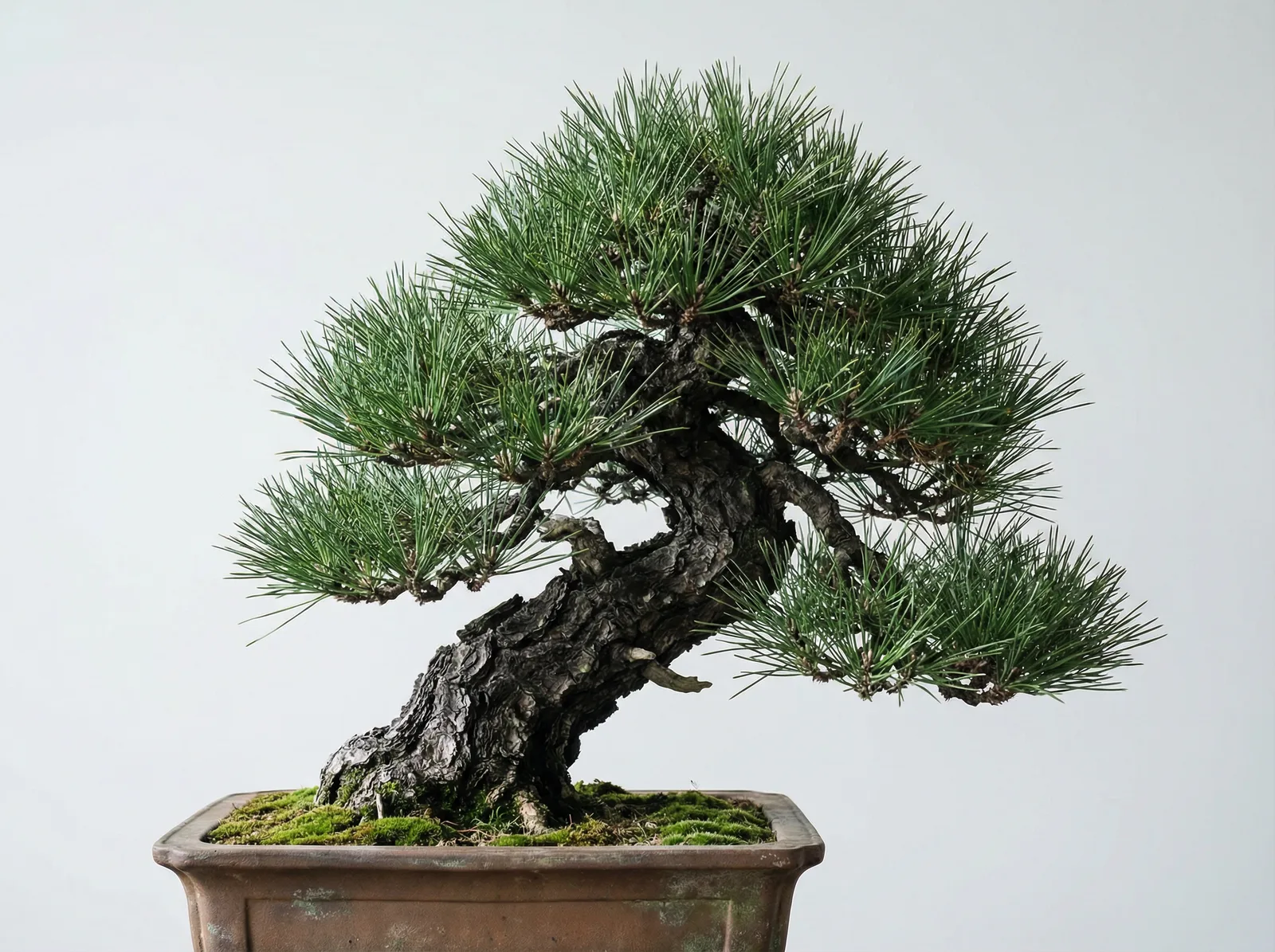 Black Pine bonsai