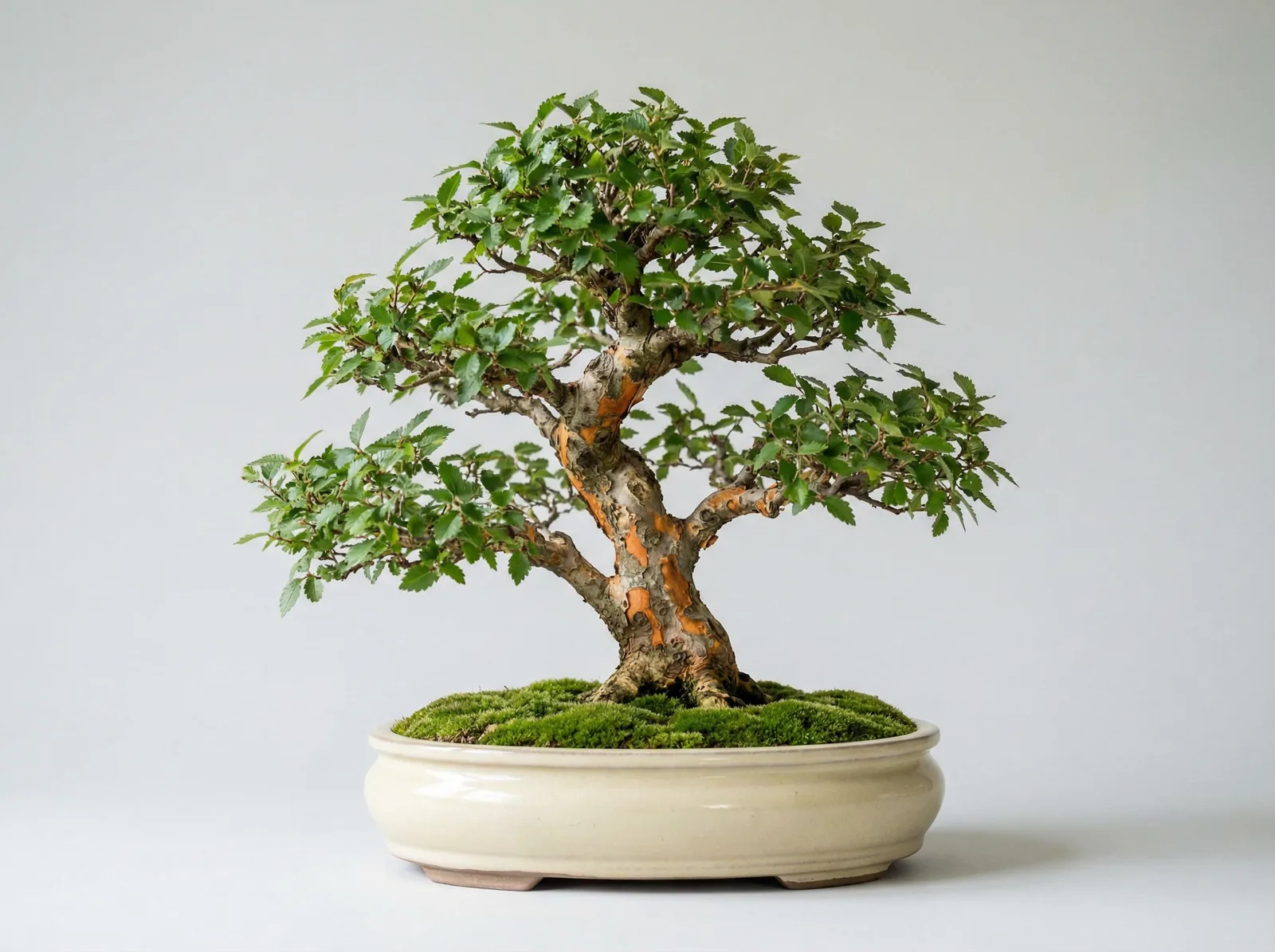 Chinese Elm bonsai