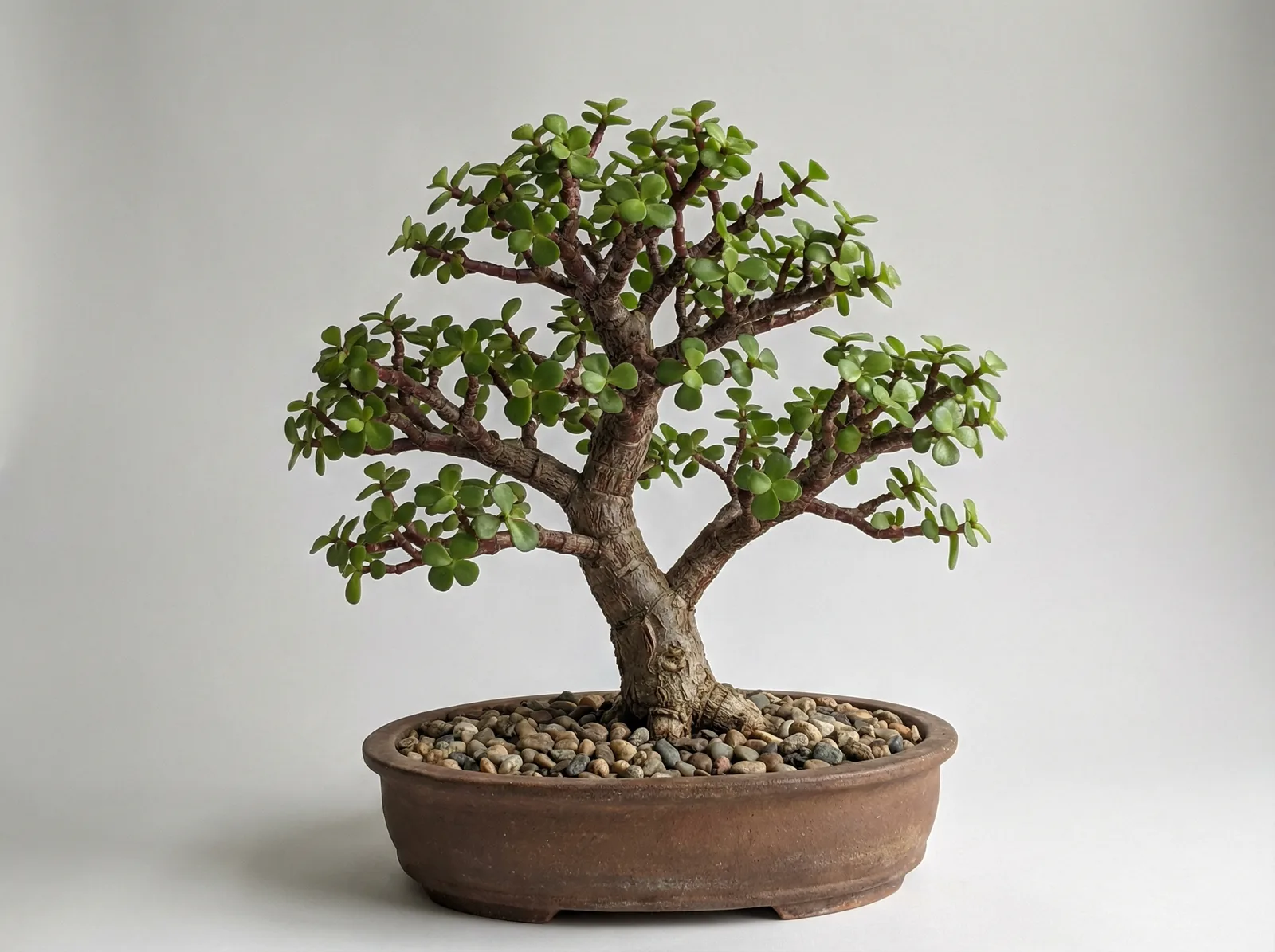 Dwarf Jade bonsai