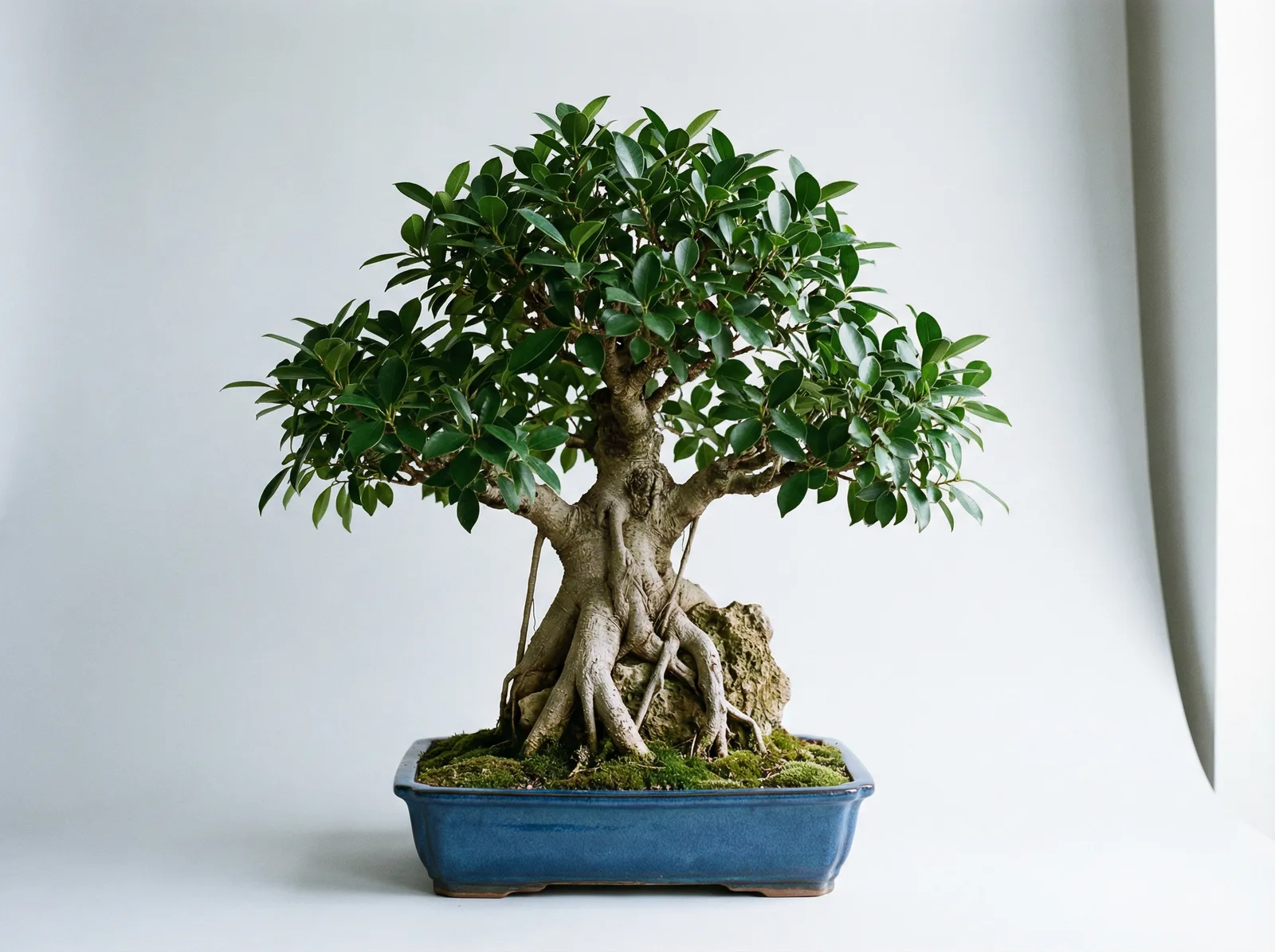 Ficus bonsai