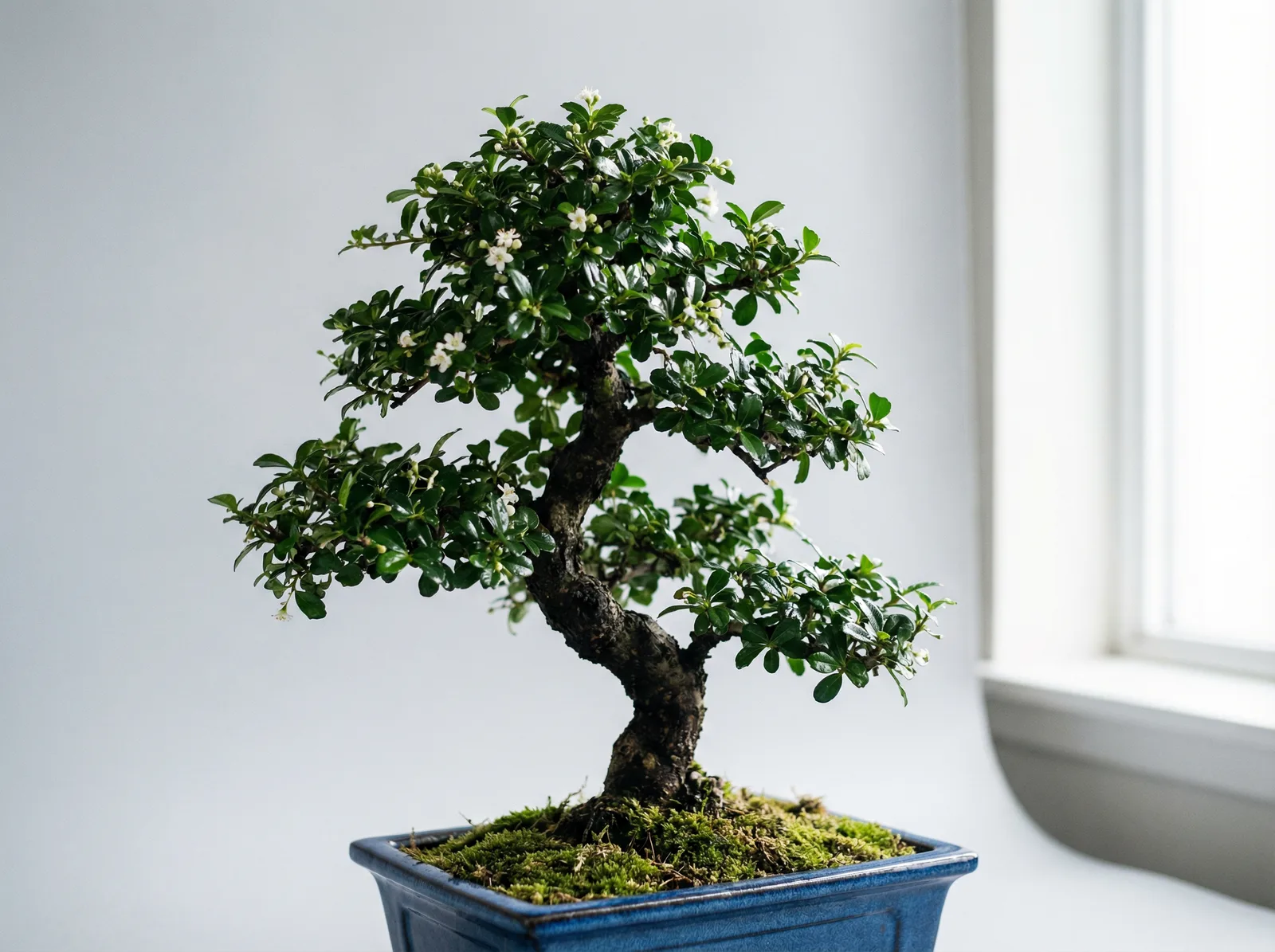 Fukien Tea bonsai