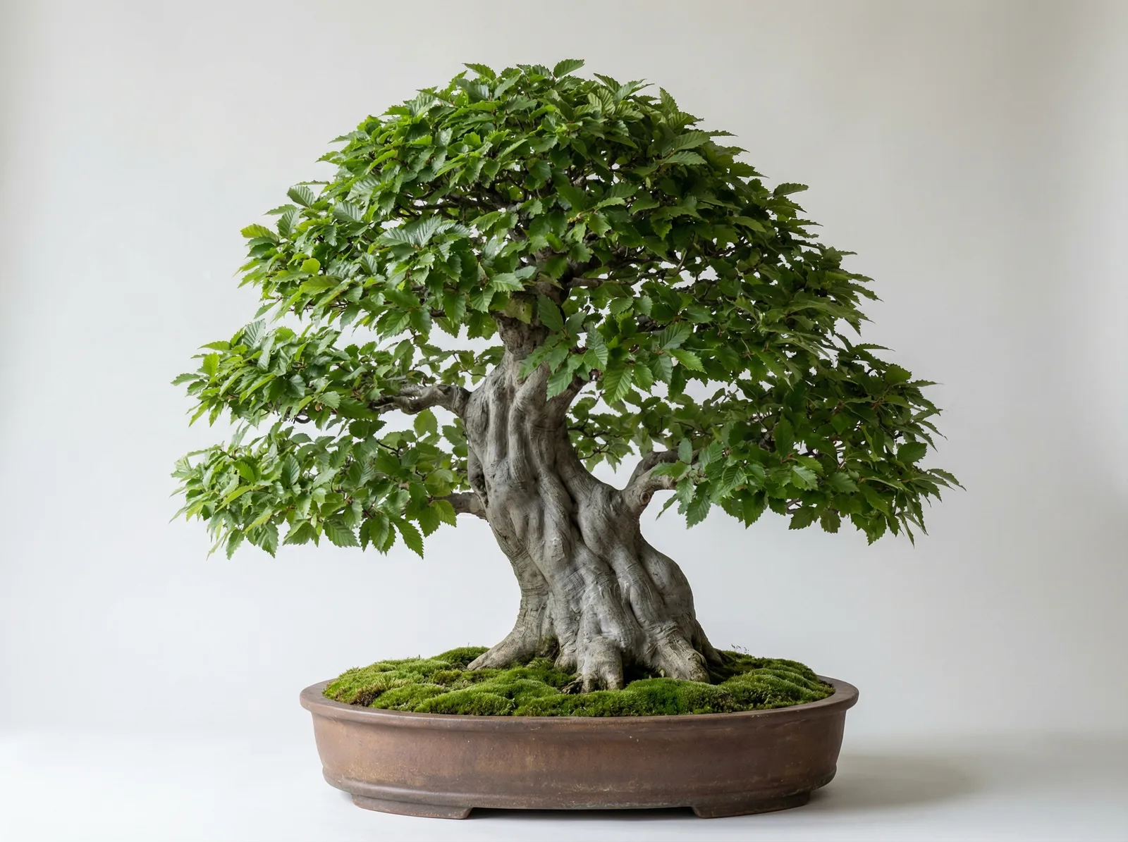 Hornbeam bonsai