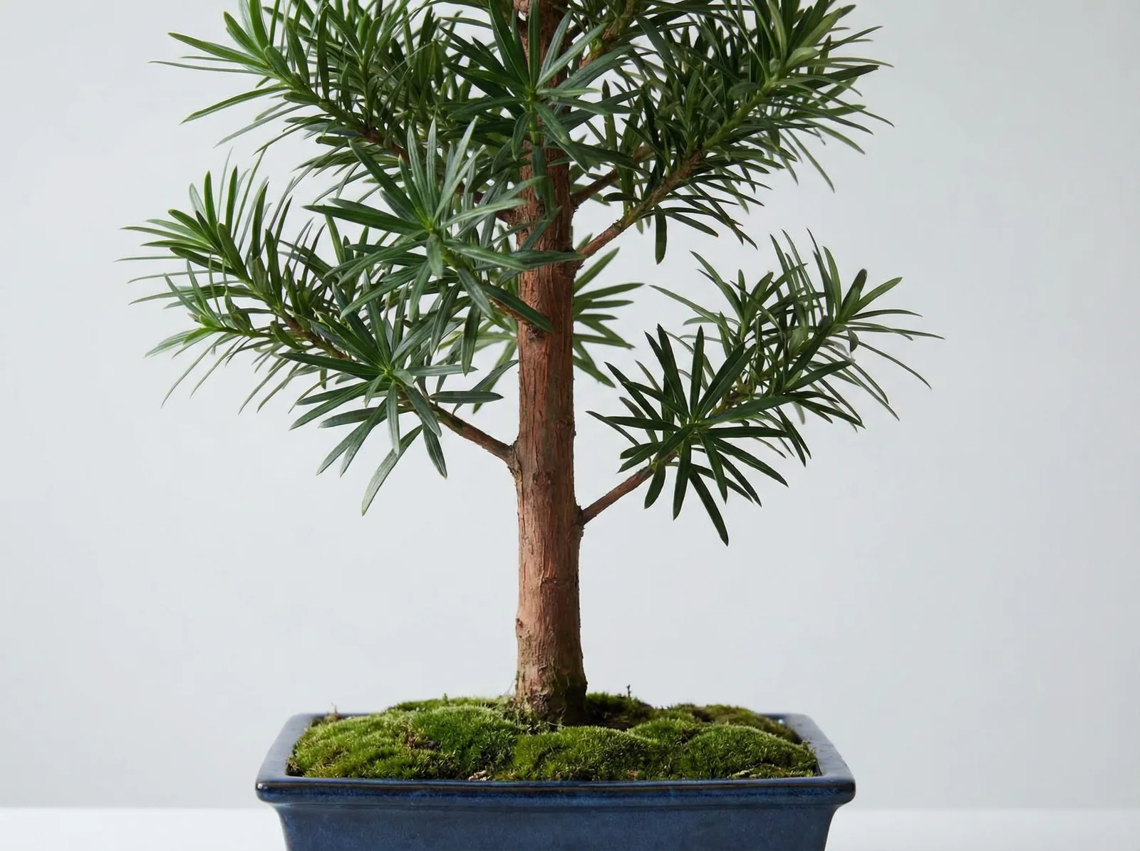 Podocarpus bonsai