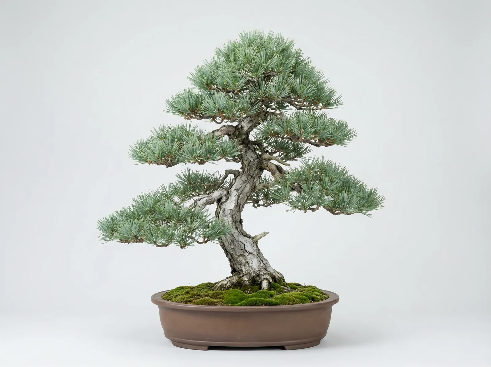 White Pine bonsai